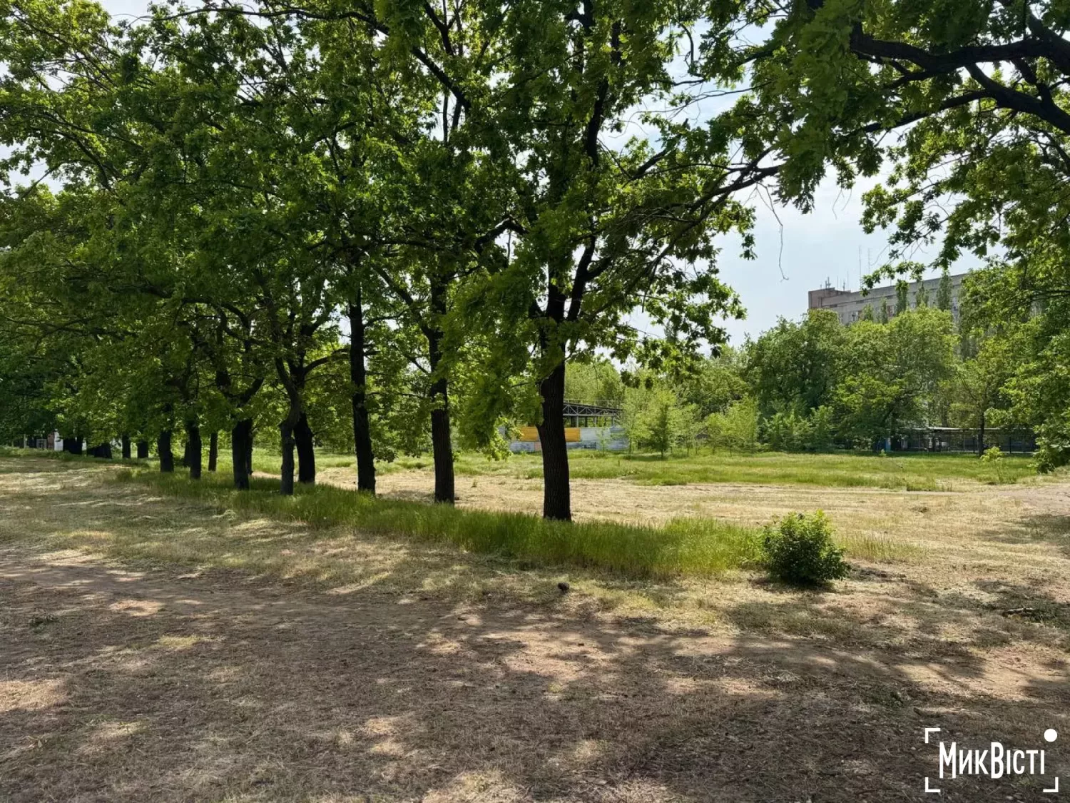 В зеленій зоні, яку планують забудувати, ростуть переважно дуби. Фото: МикВісті