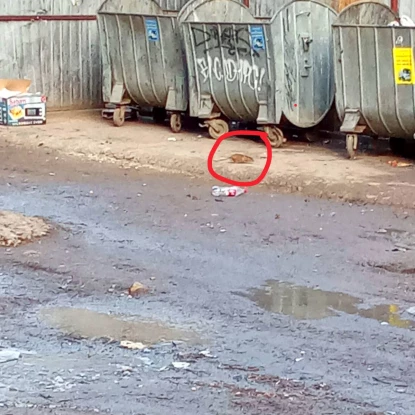 Щури біля недобудови по вул. 3-й Слобідській. Фото Оксани Гончарової