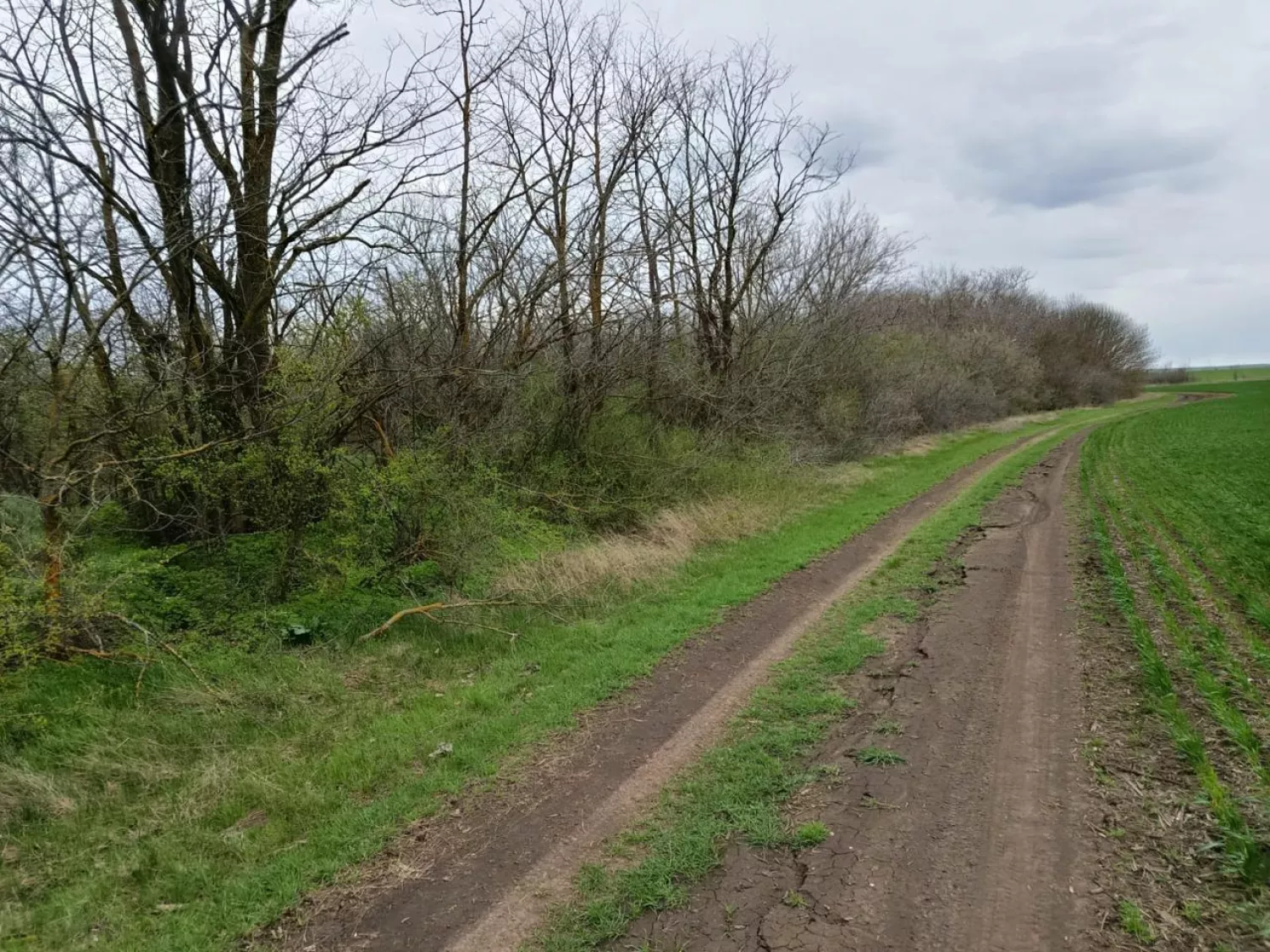 На Одещині у заказнику вирубали 13 дубів. Фото: Держекоінспекція