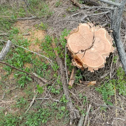 На Одещині у заказнику вирубали 13 дубів. Фото: Держекоінспекція