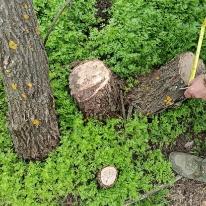 На Одещині у заказнику вирубали 13 дубів. Фото: Держекоінспекція