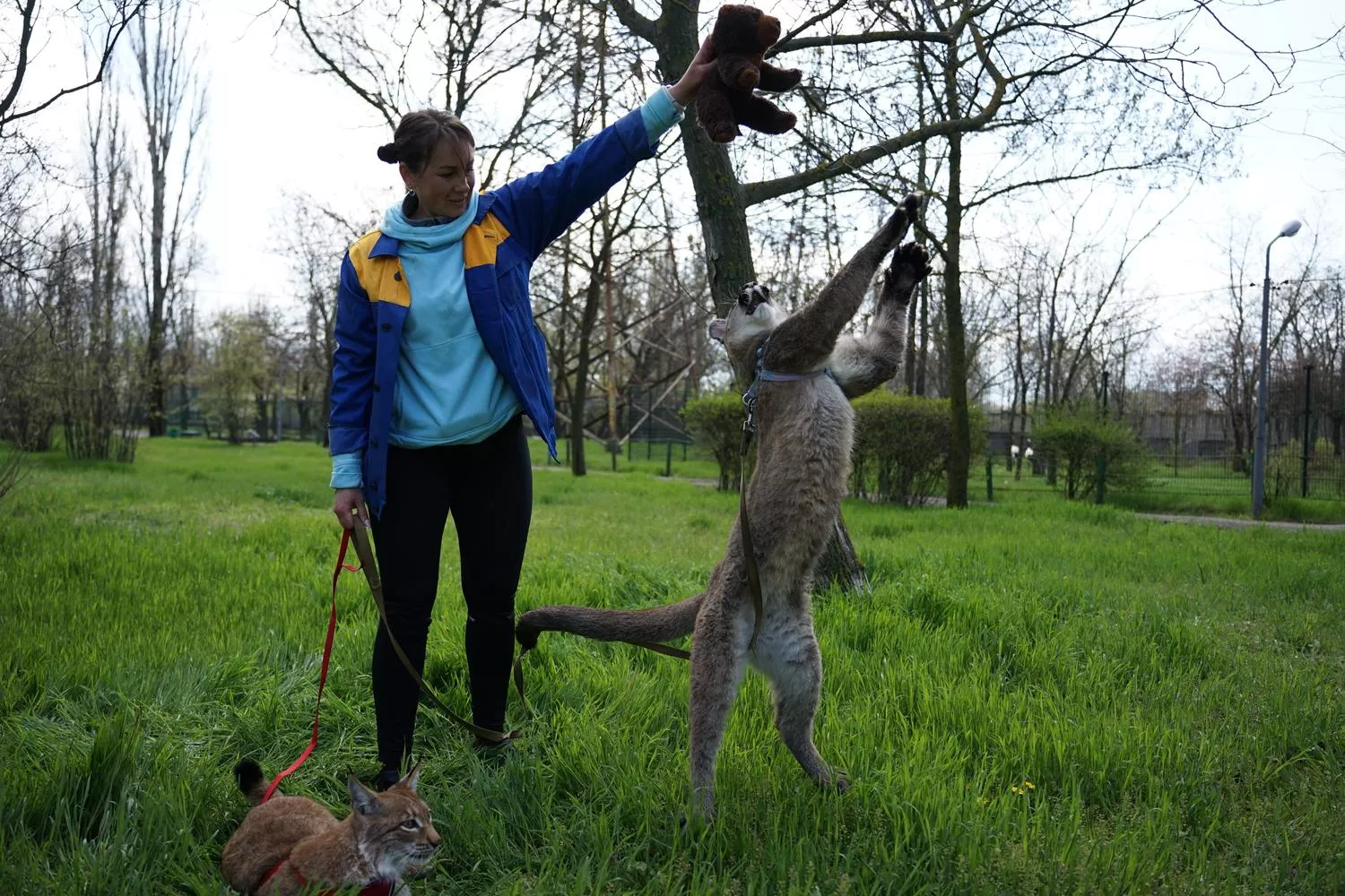 Працівниця Миколаївського зоопарку вигодувала рись та пуму у себе вдома. Фото: Суспільне.Миколаїв/Олександр Гордієнко