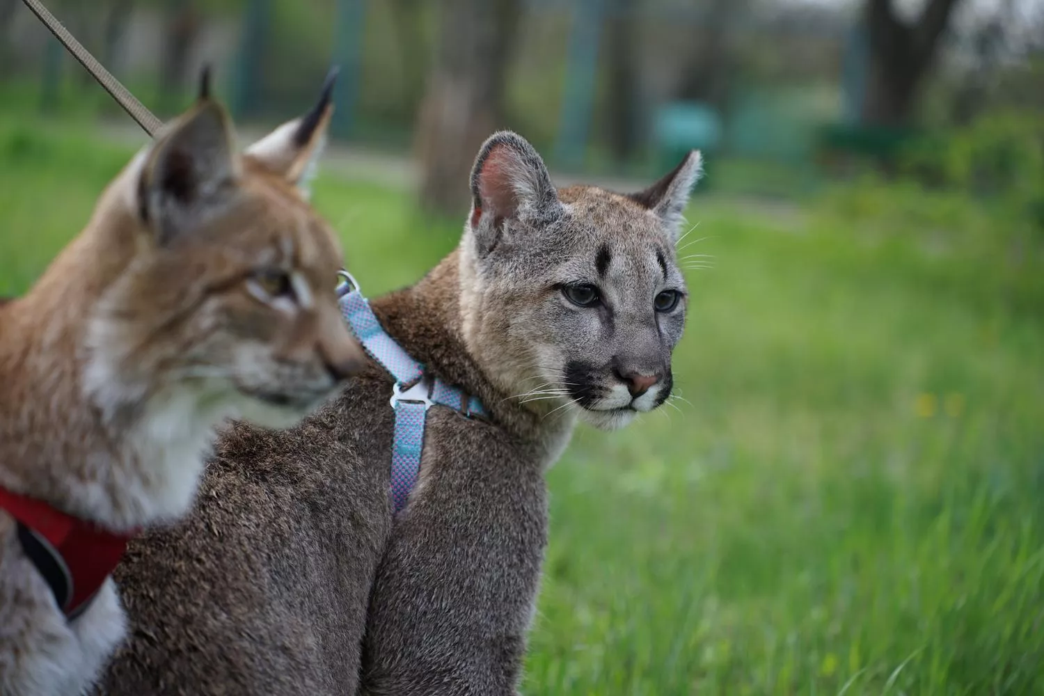 Рись Марися і пума Аміна поруч під час прогулянки. Суспільне Миколаїв/Олександр Гордієнко