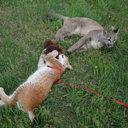 Рись Марися і пума Аміна на прогулянці. Суспільне Миколаїв/Олександр Гордієнко