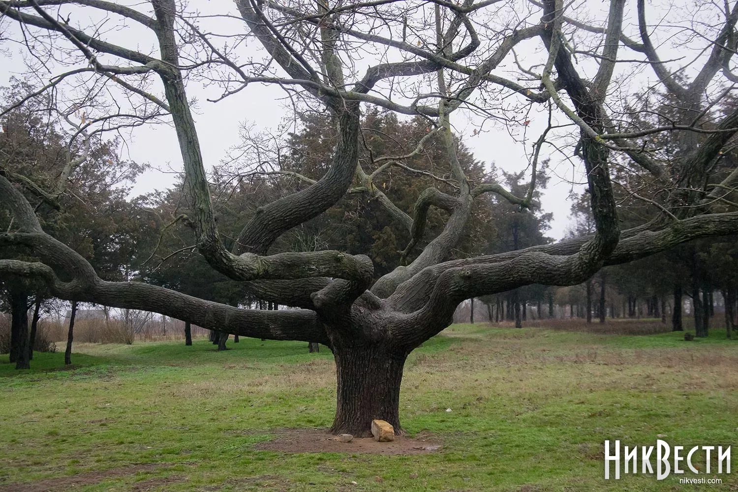 &laquo;Дуб горизонтальний&raquo; в парку &laquo;Дружба&raquo;. Архівне фото &laquo;НикВести&raquo;