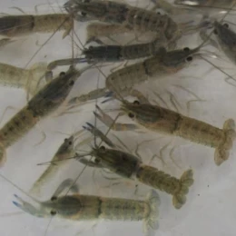 На Миколаївщині соціальна працівниця взялася за вирощування австралійських раків. Фото: з архіву Анни Дібрової