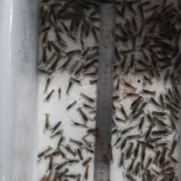 На Миколаївщині соціальна працівниця взялася за вирощування австралійських раків. Фото: з архіву Анни Дібрової