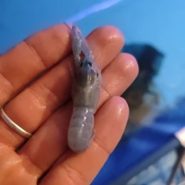 На Миколаївщині соціальна працівниця взялася за вирощування австралійських раків. Фото: з архіву Анни Дібрової