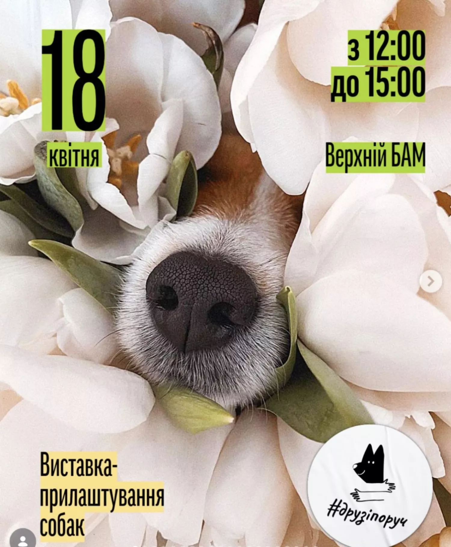 У Миколаєві відбудеться виставка-прилаштування собак. Фото: Друзі поруч