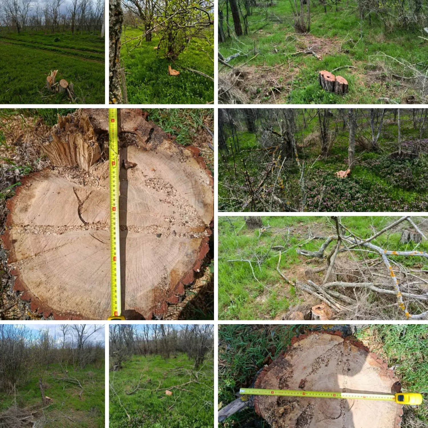 На Одещині у водоохоронній зоні Хаджибейського лиману незаконно вирубали 57 акацій. Фото: Держекоінспекція