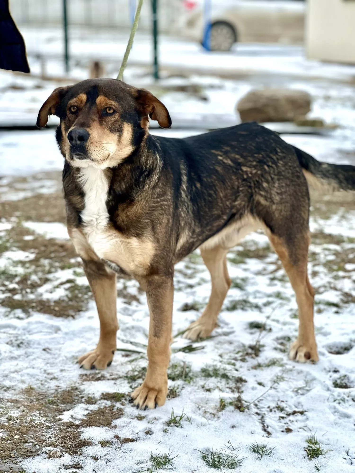 Підопічні Центру захисту тварин ММР. Фото: Центр захисту тварин