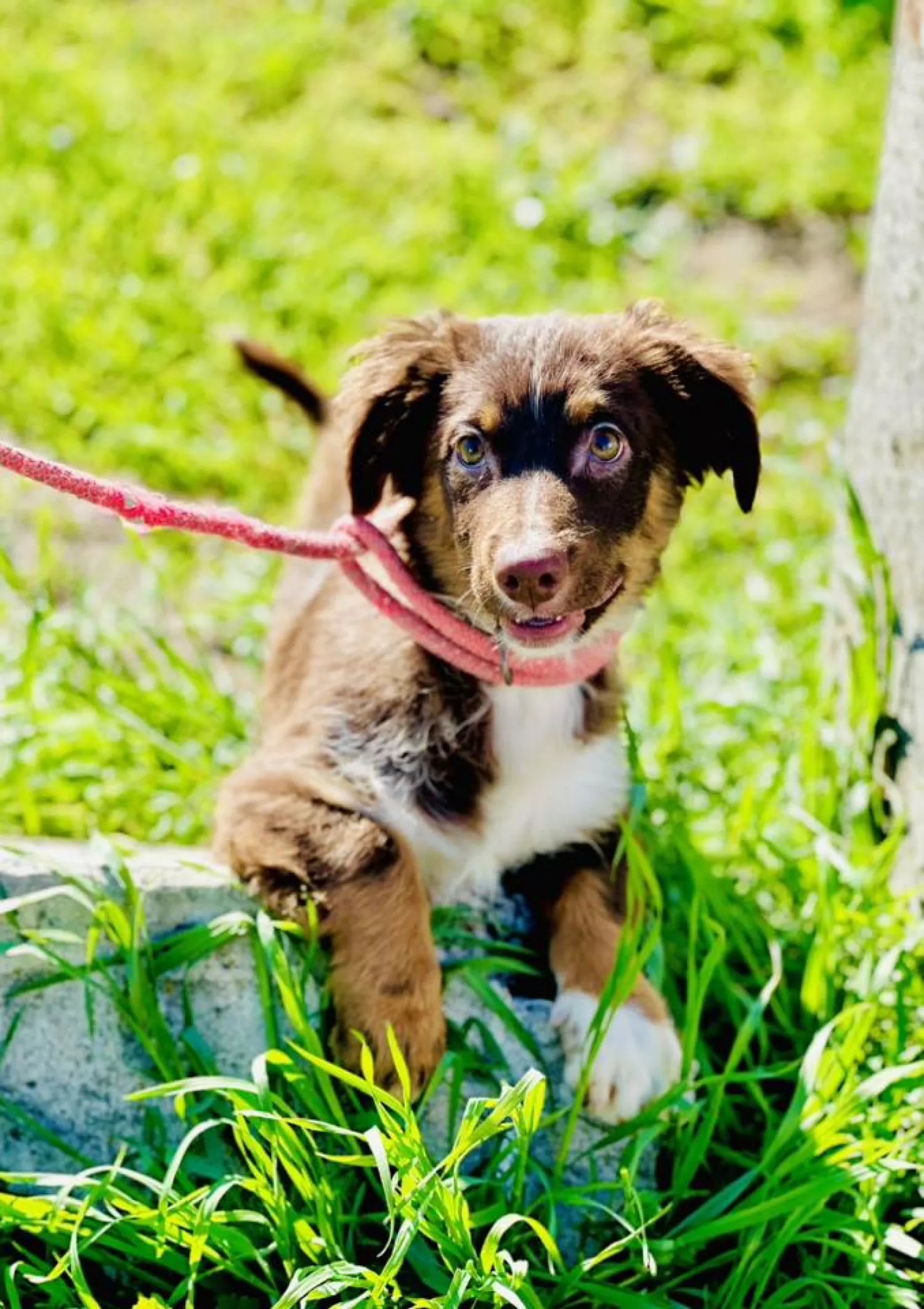 Підопічні Центру захисту тварин ММР. Фото: Центр захисту тварин