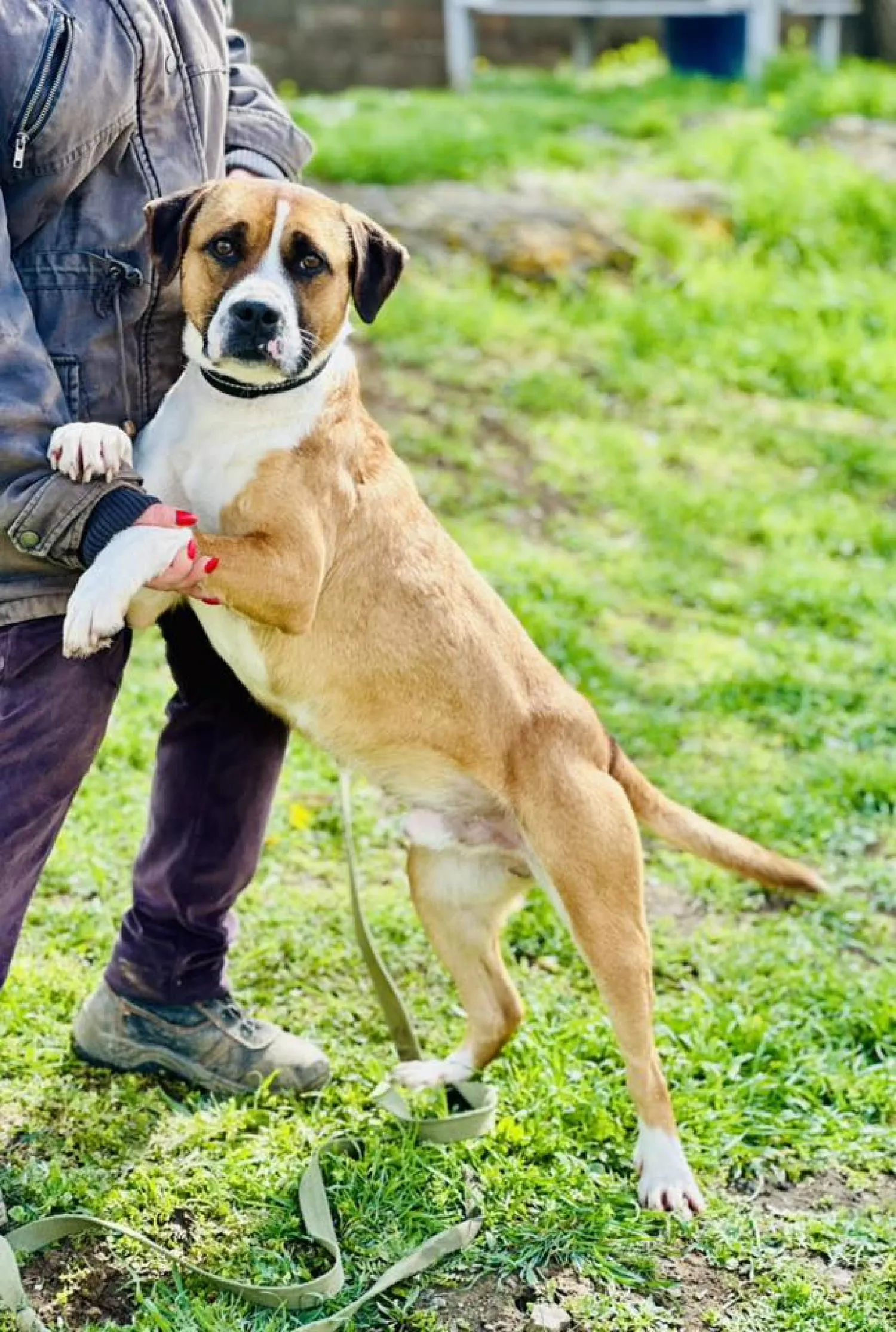 Підопічні Центру захисту тварин ММР. Фото: Центр захисту тварин