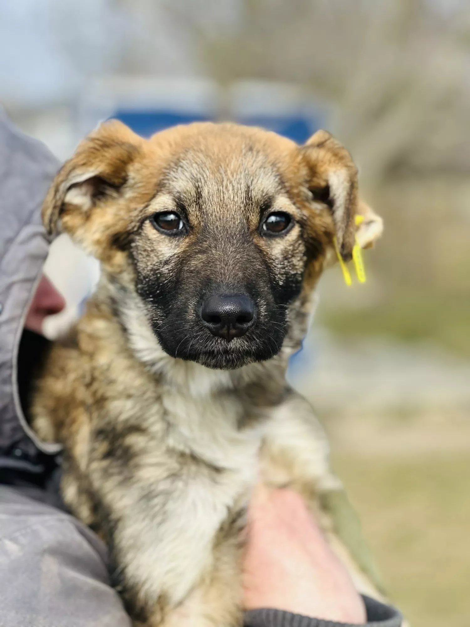 Підопічні Центру захисту тварин ММР. Фото: Центр захисту тварин