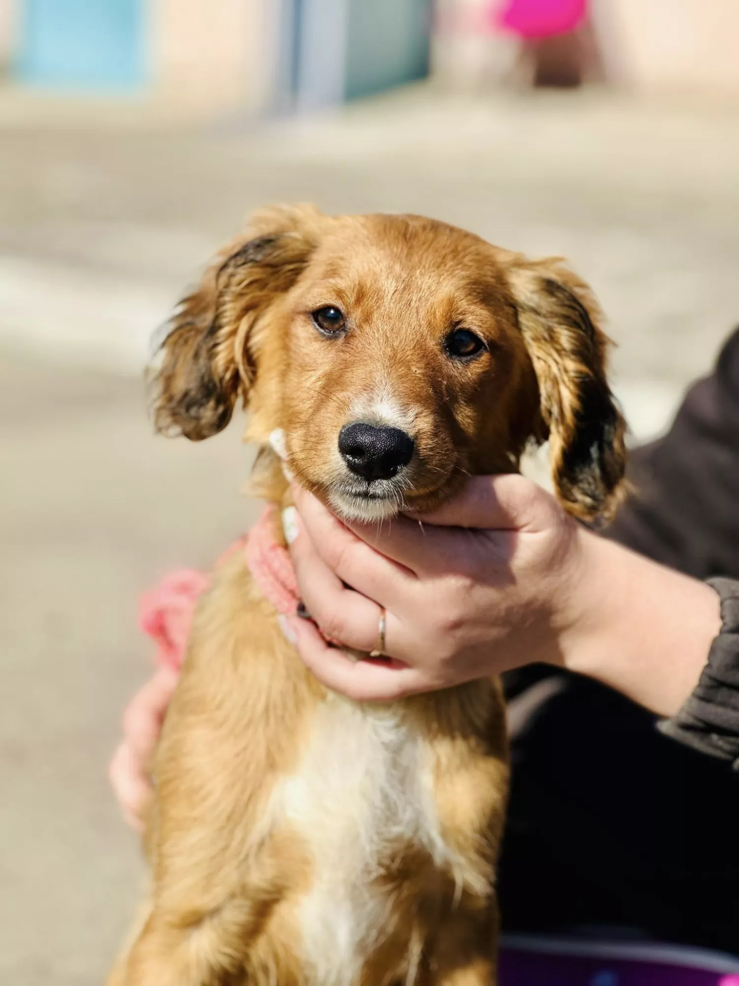 Підопічні Центру захисту тварин ММР. Фото: Центр захисту тварин