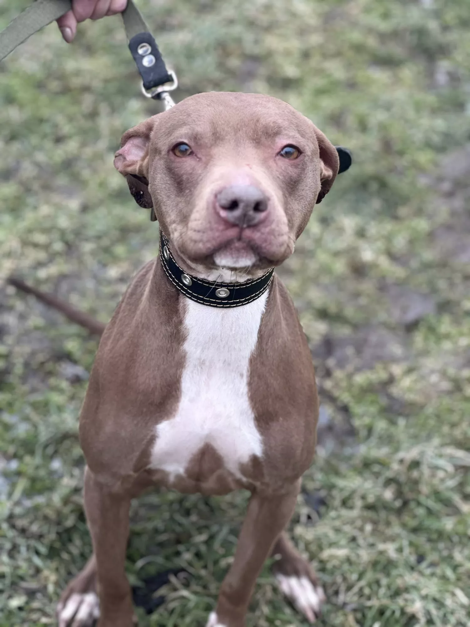 Підопічні Центру захисту тварин ММР. Фото: Центр захисту тварин