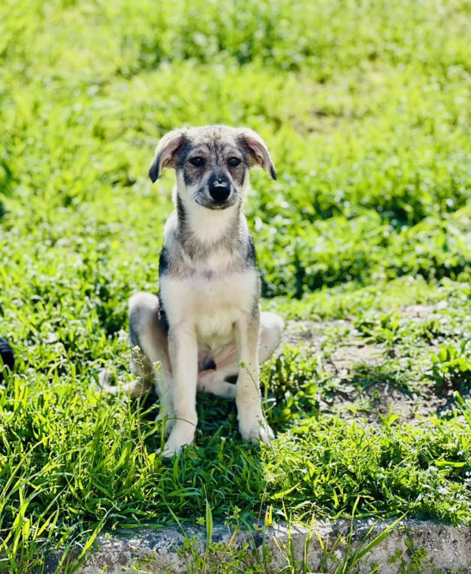 Підопічні Центру захисту тварин ММР. Фото: Центр захисту тварин