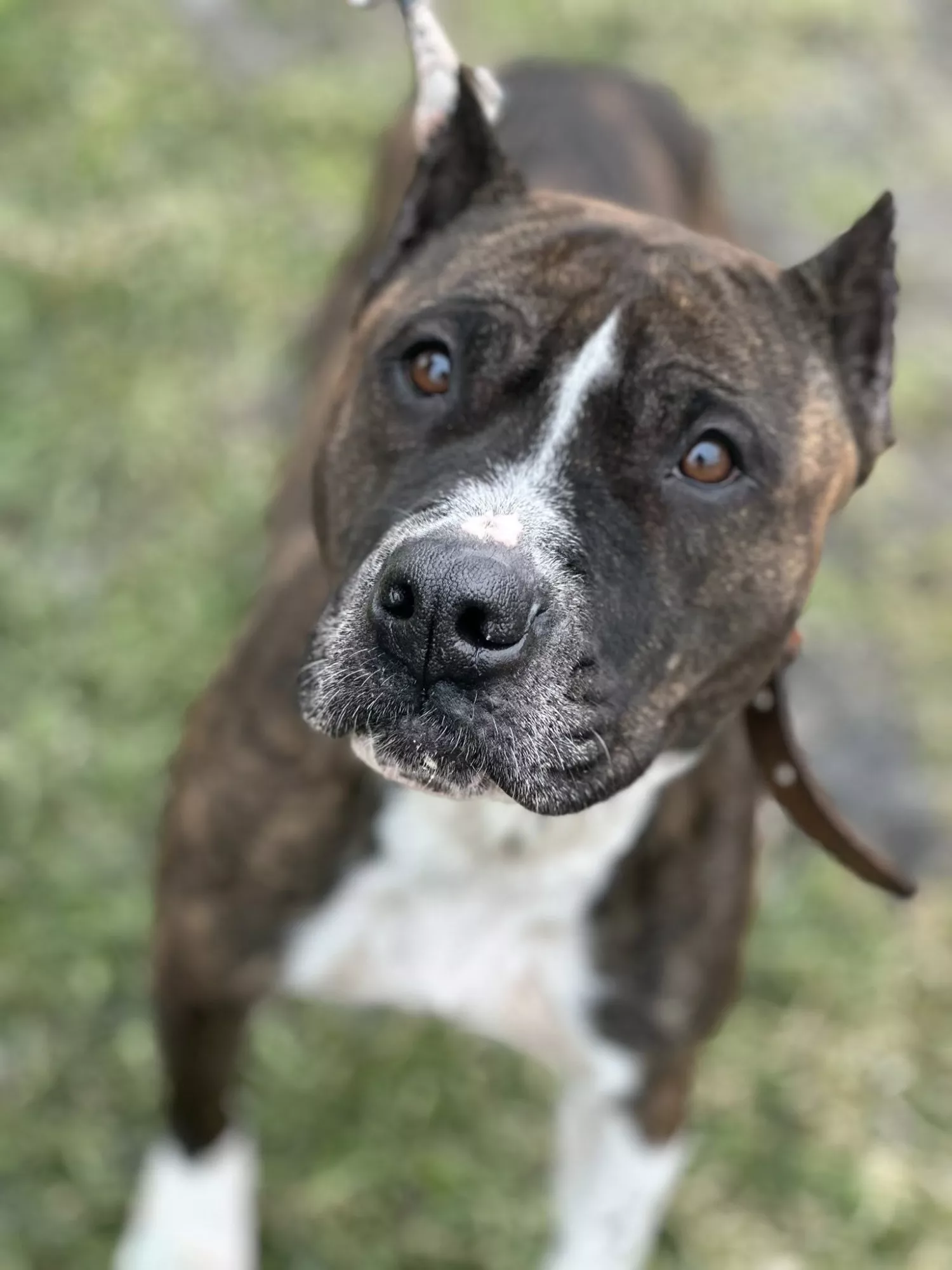 Підопічні Центру захисту тварин ММР. Фото: Центр захисту тварин