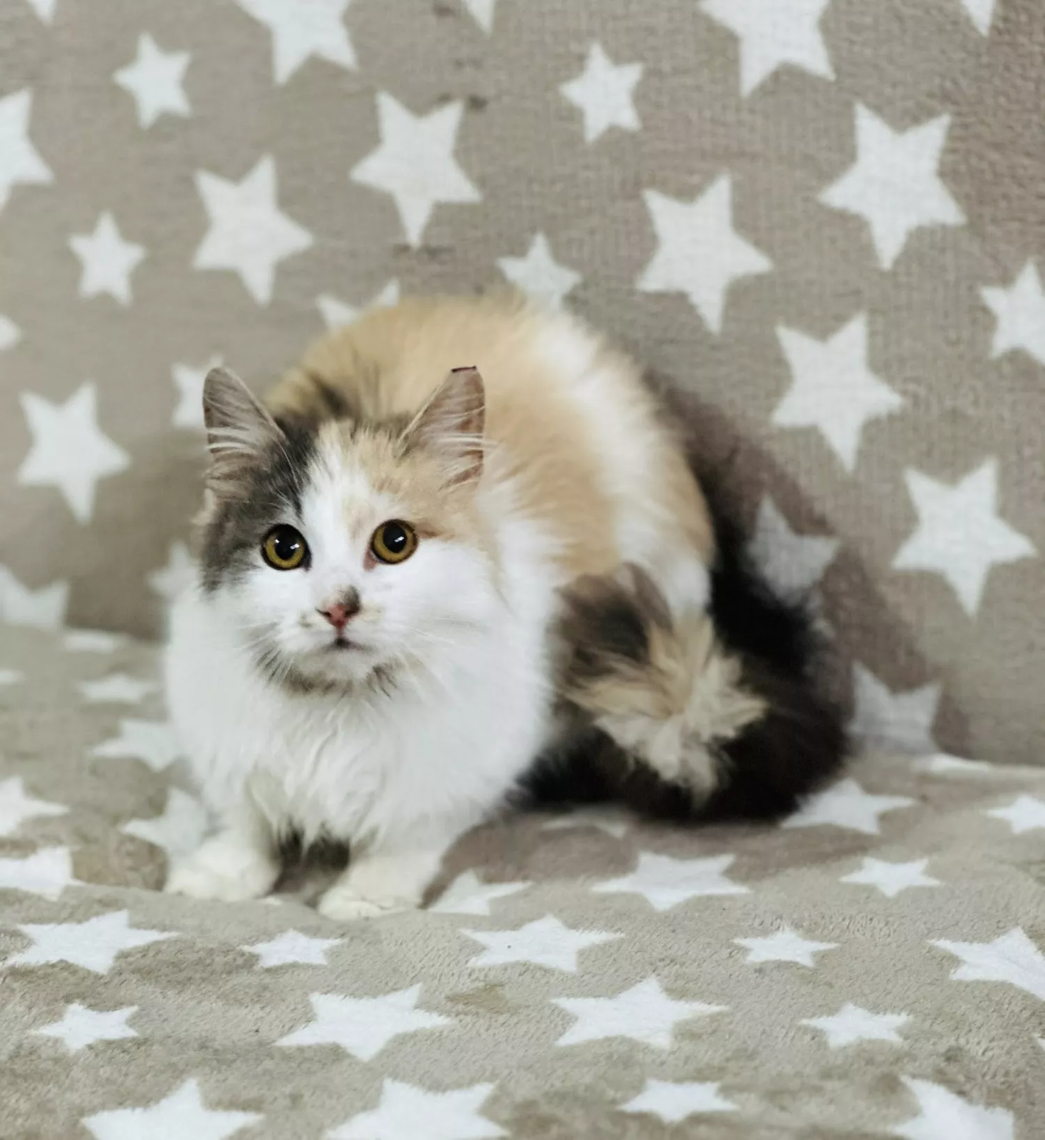 Підопічні Центру захисту тварин ММР. Фото: Центр захисту тварин