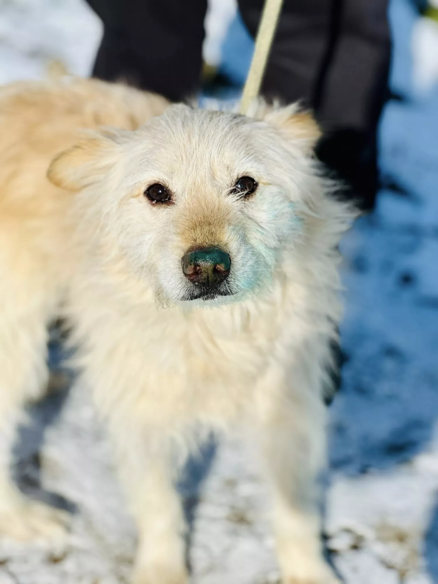 Підопічні Центру захисту тварин ММР. Фото: Центр захисту тварин