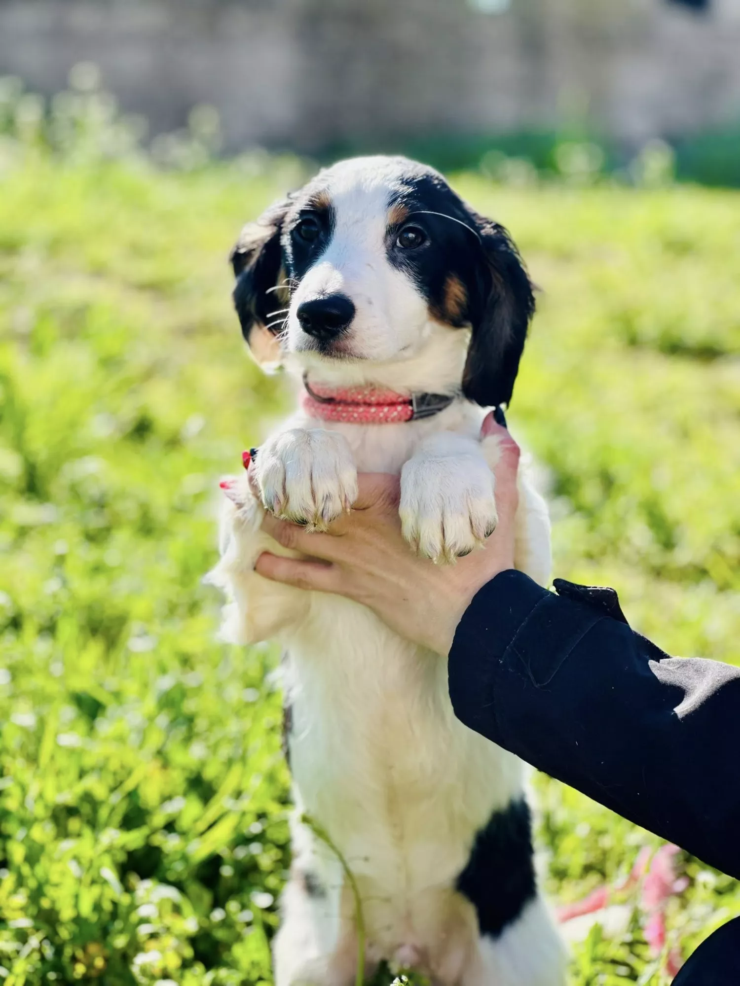 Підопічні Центру захисту тварин ММР. Фото: Центр захисту тварин