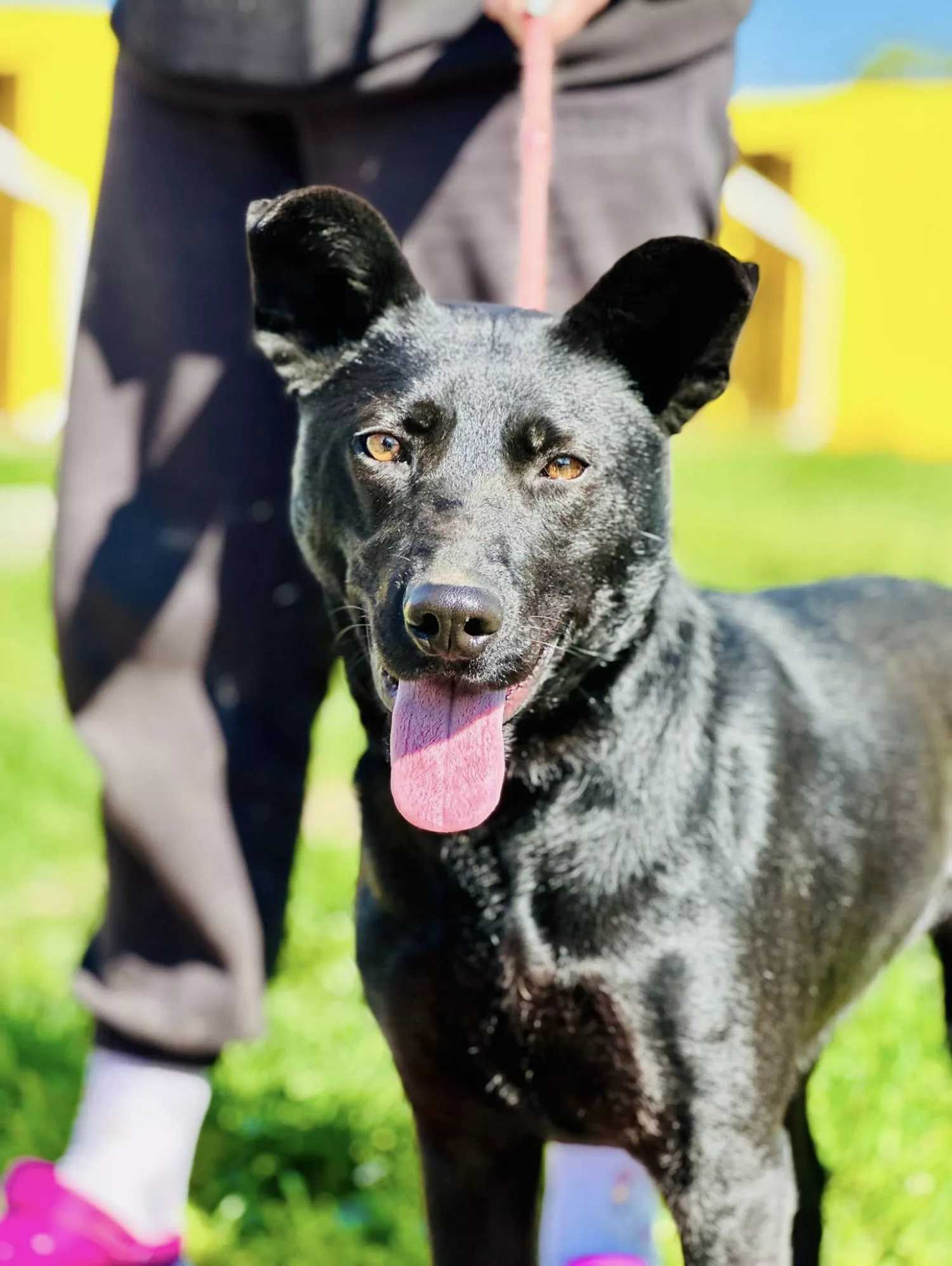 Підопічні Центру захисту тварин ММР. Фото: Центр захисту тварин