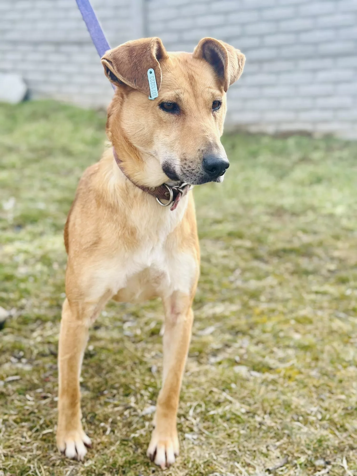 Підопічні Центру захисту тварин ММР. Фото: Центр захисту тварин