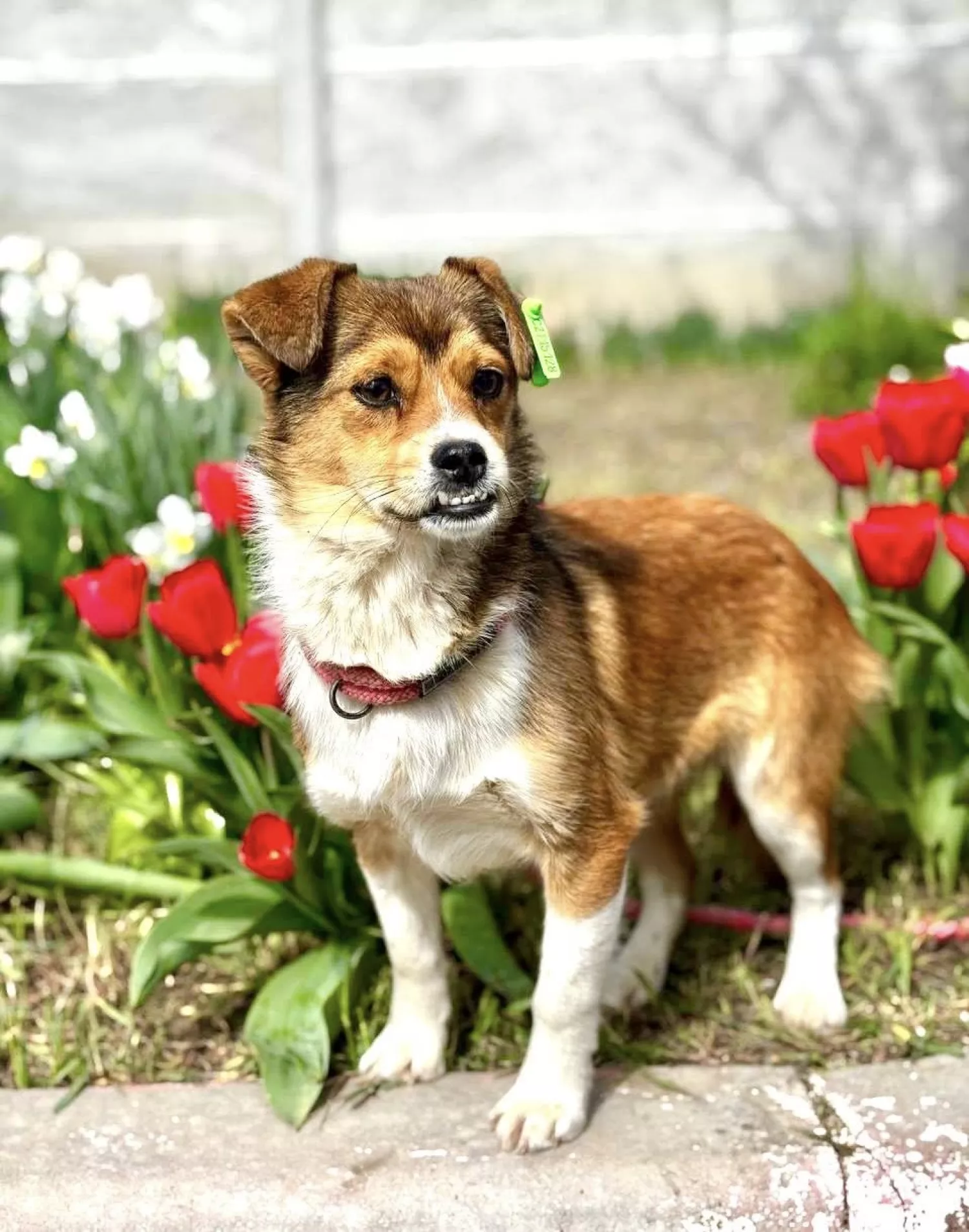 Підопічні Центру захисту тварин ММР. Фото: Центр захисту тварин