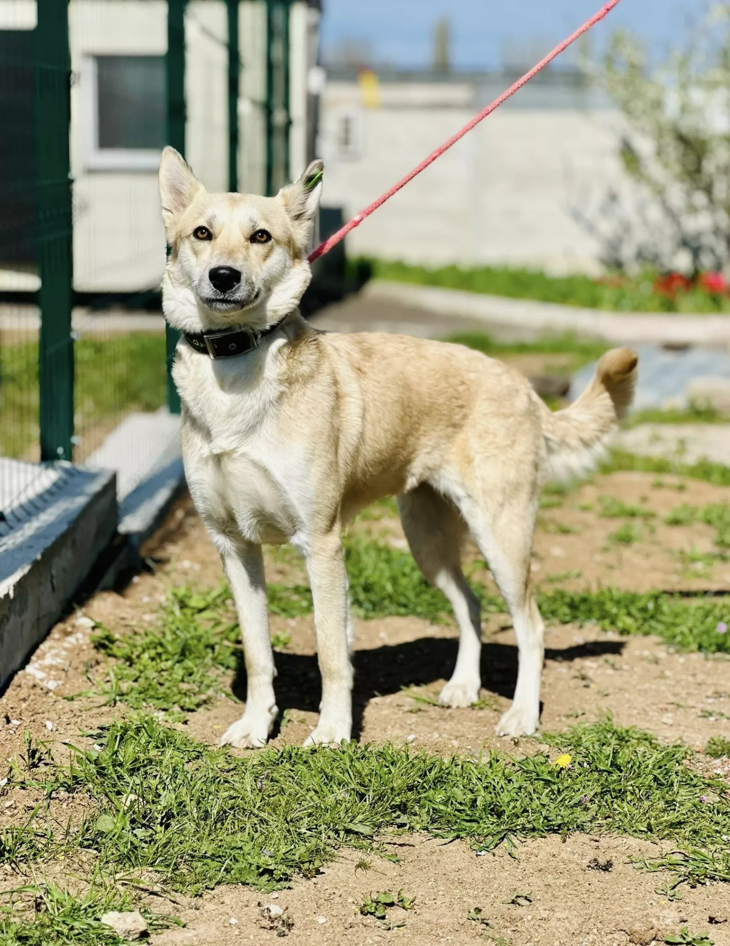 Підопічні Центру захисту тварин ММР. Фото: Центр захисту тварин