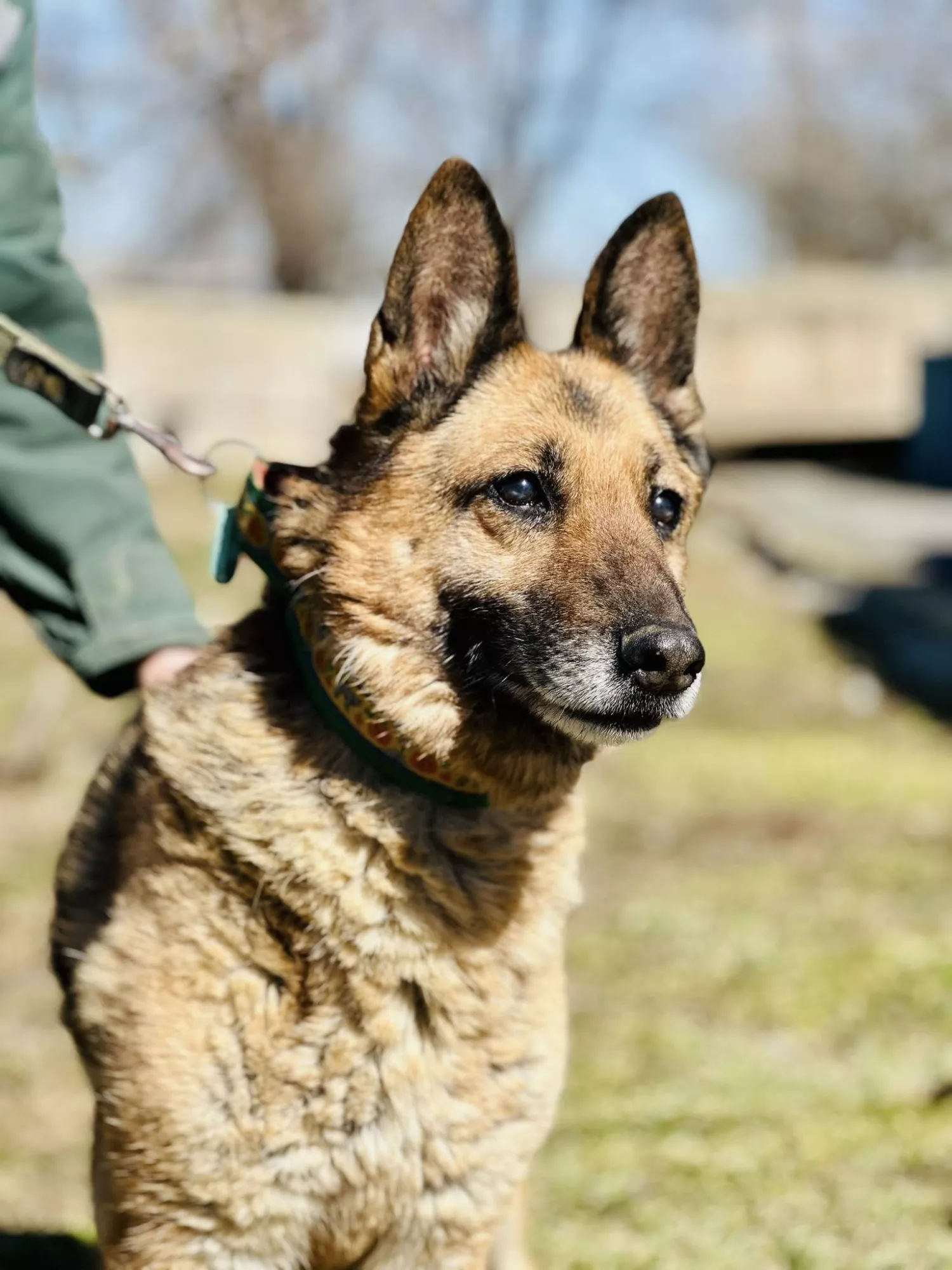 Підопічні Центру захисту тварин ММР. Фото: Центр захисту тварин