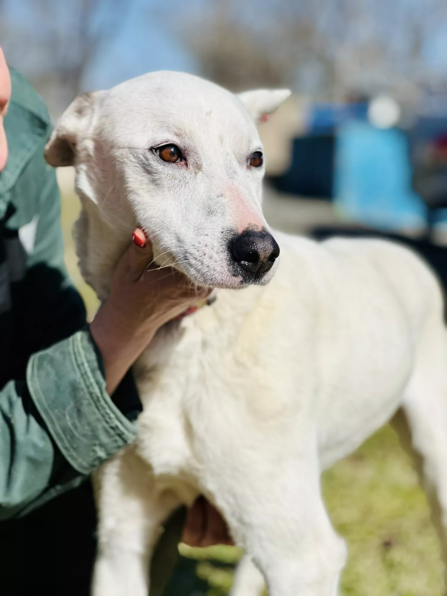 Підопічні Центру захисту тварин ММР. Фото: Центр захисту тварин