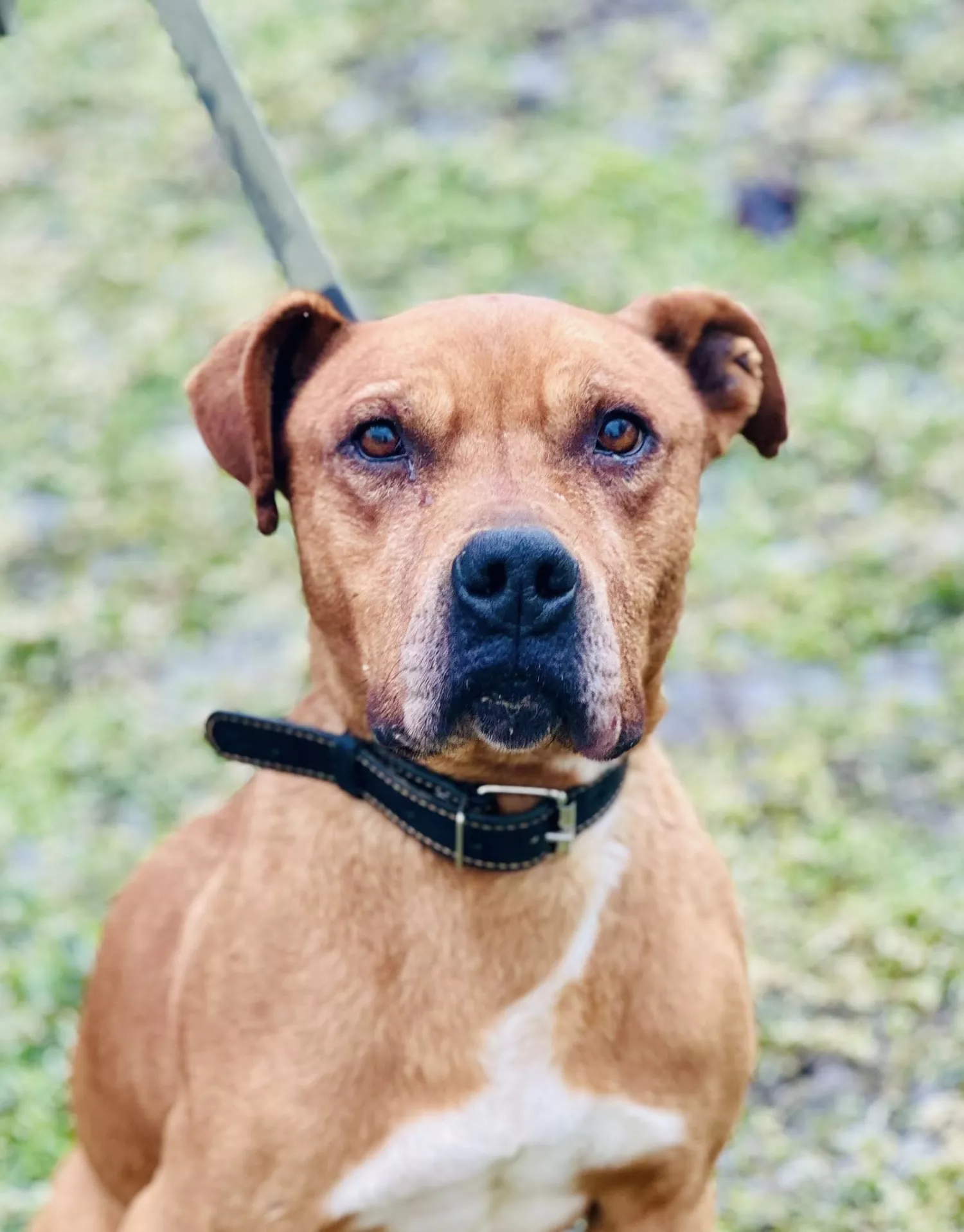 Підопічні Центру захисту тварин ММР. Фото: Центр захисту тварин