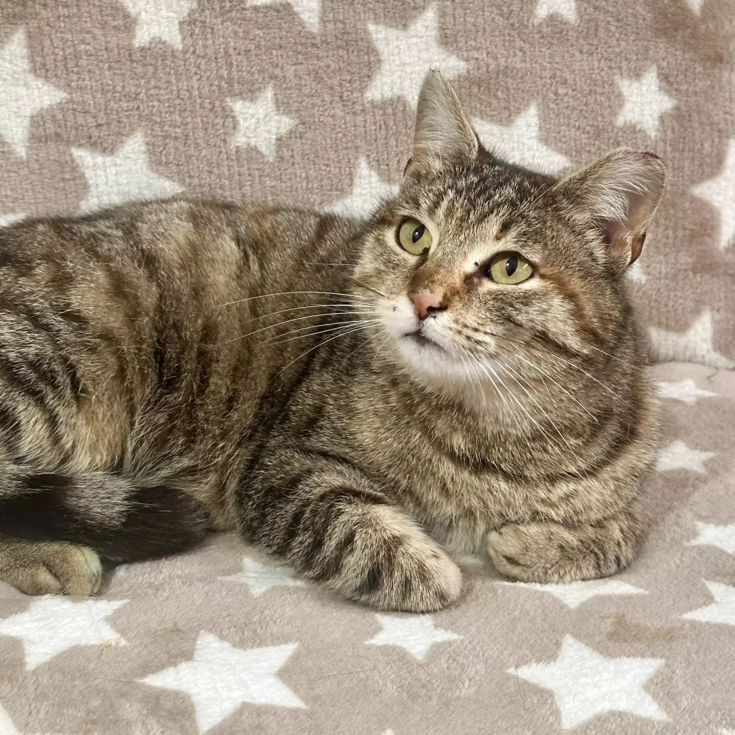 Підопічні Центру захисту тварин ММР. Фото: Центр захисту тварин