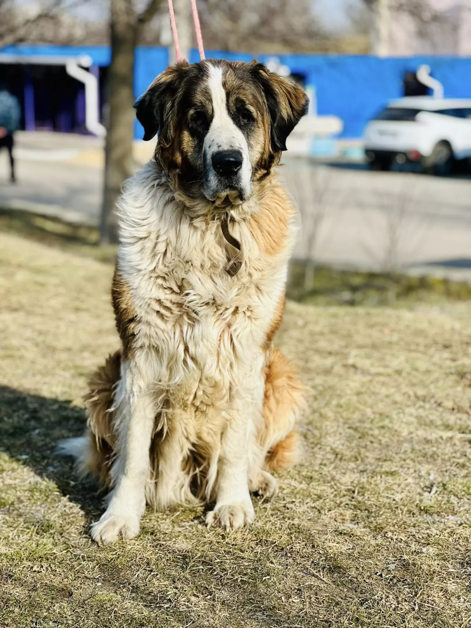 Підопічні Центру захисту тварин ММР. Фото: Центр захисту тварин