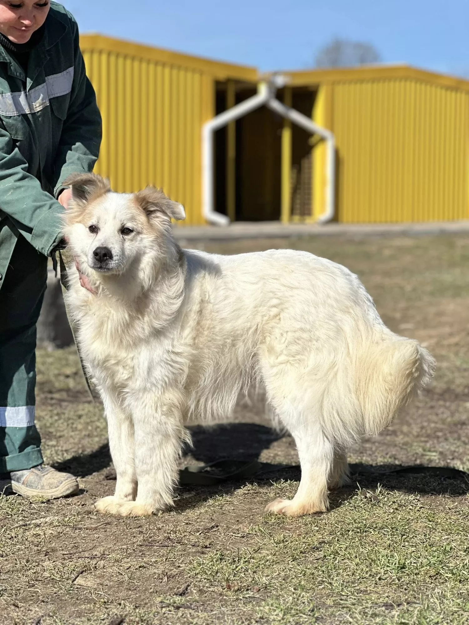 Підопічні Центру захисту тварин ММР. Фото: Центр захисту тварин