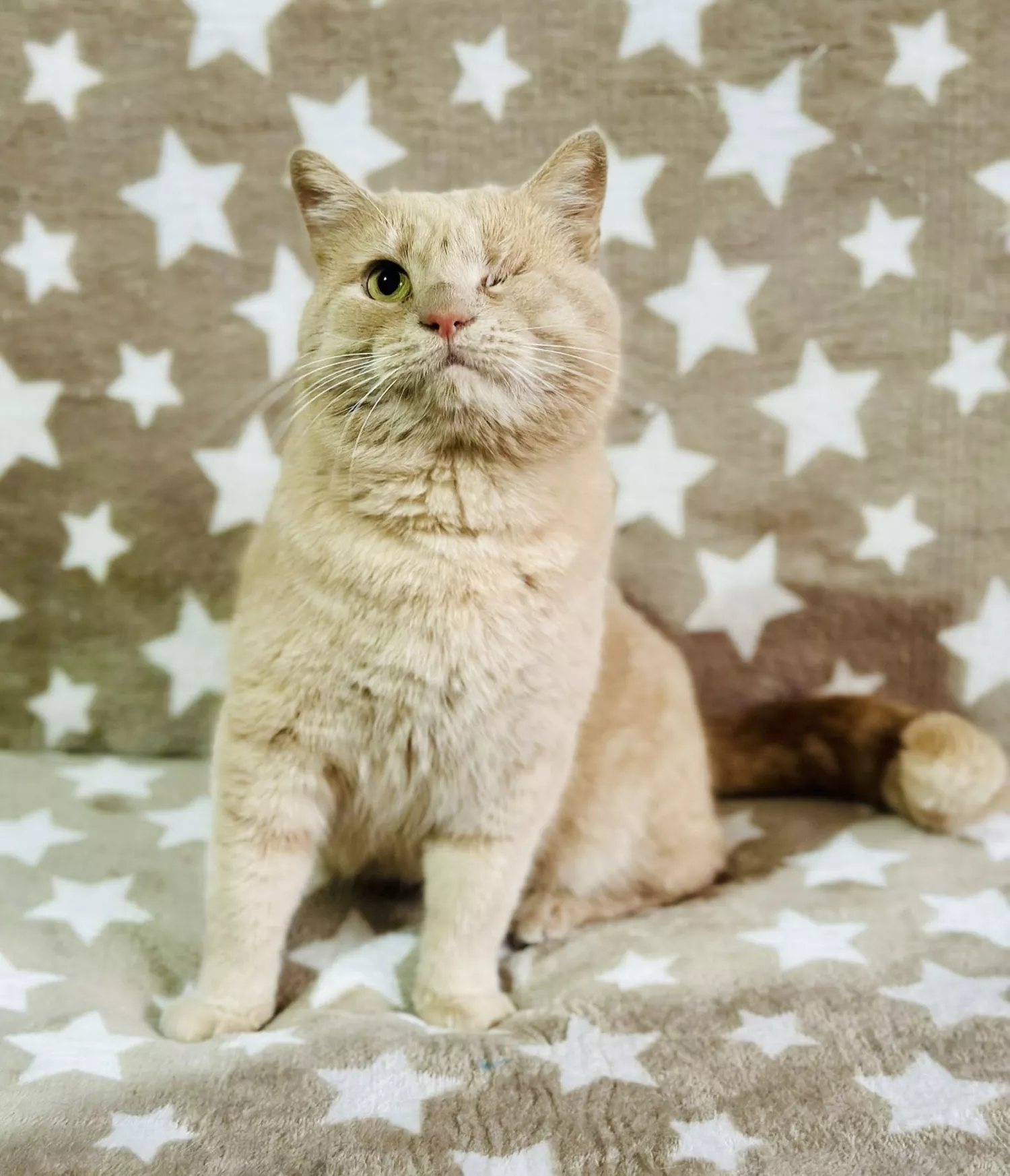 Підопічні Центру захисту тварин ММР. Фото: Центр захисту тварин