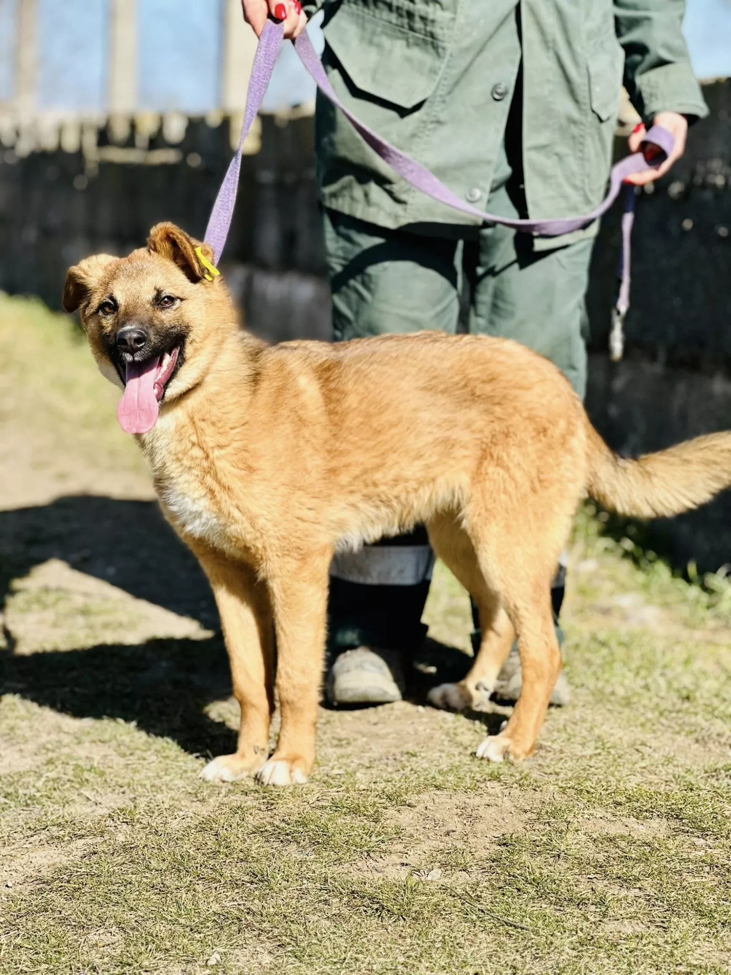 Підопічні Центру захисту тварин ММР. Фото: Центр захисту тварин