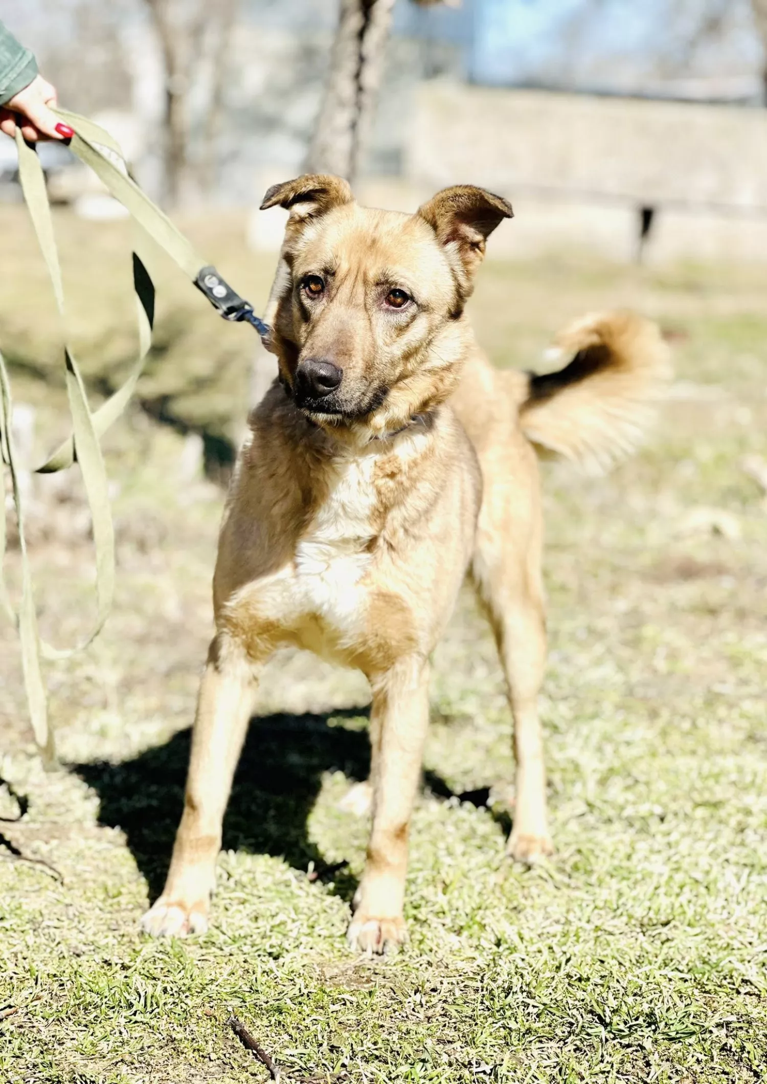Підопічні Центру захисту тварин ММР. Фото: Центр захисту тварин