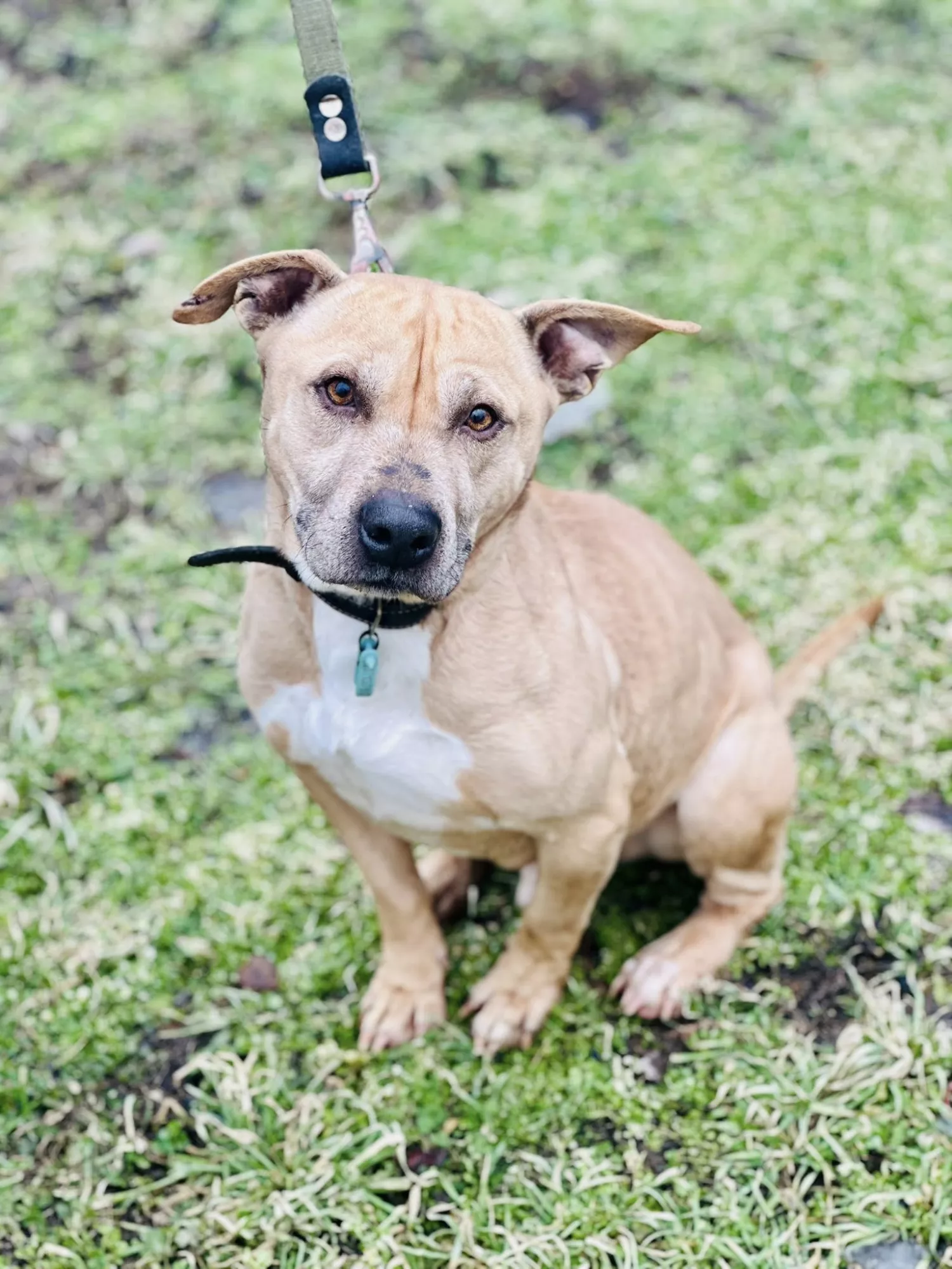Підопічні Центру захисту тварин ММР. Фото: Центр захисту тварин