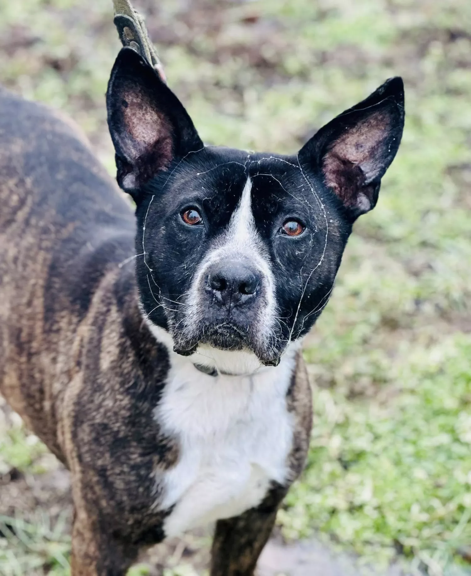 Підопічні Центру захисту тварин ММР. Фото: Центр захисту тварин