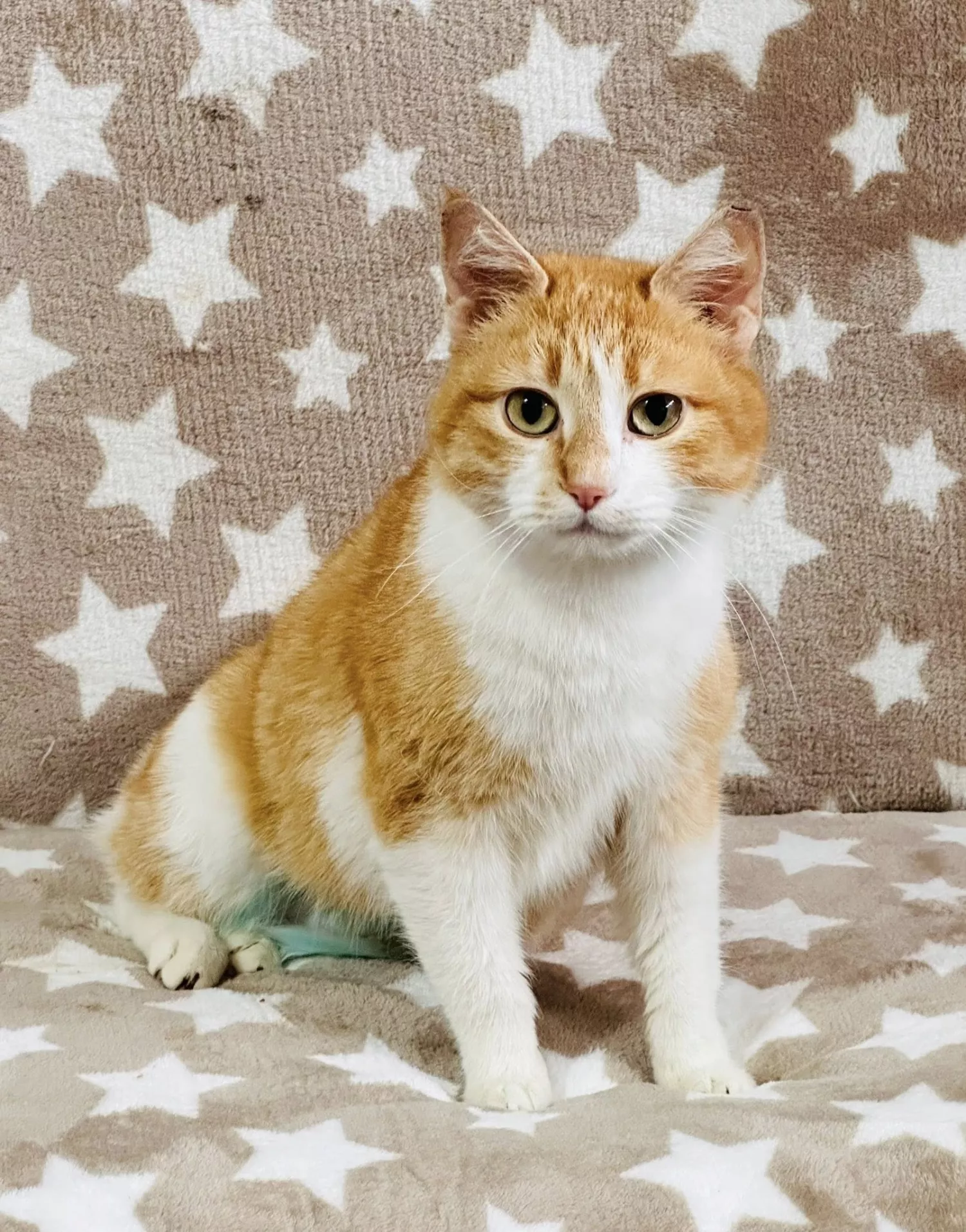 Підопічні Центру захисту тварин ММР. Фото: Центр захисту тварин