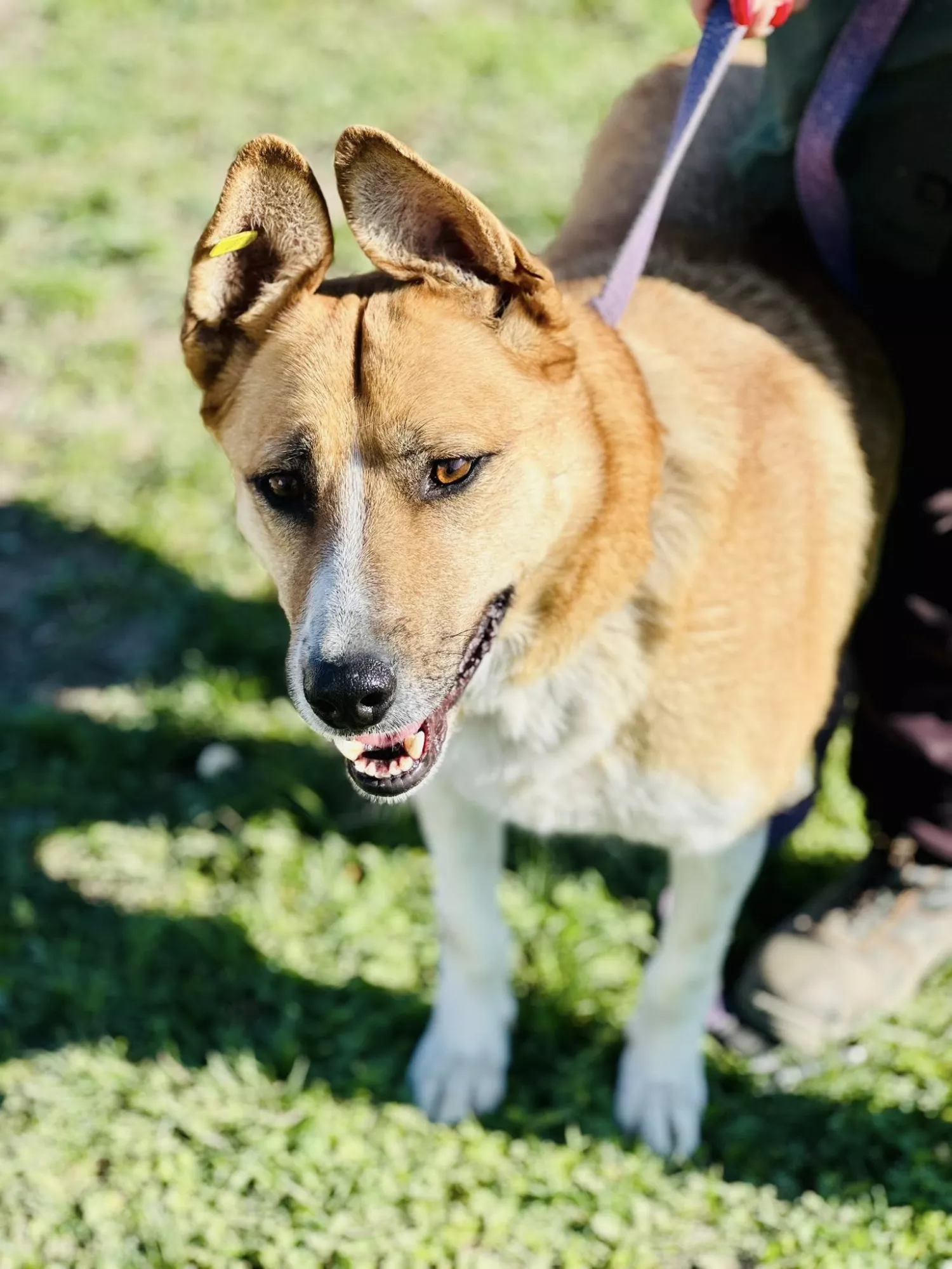Підопічні Центру захисту тварин ММР. Фото: Центр захисту тварин