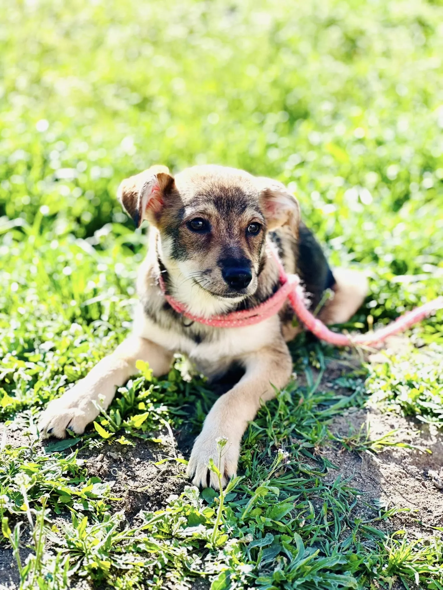 Підопічні Центру захисту тварин ММР. Фото: Центр захисту тварин