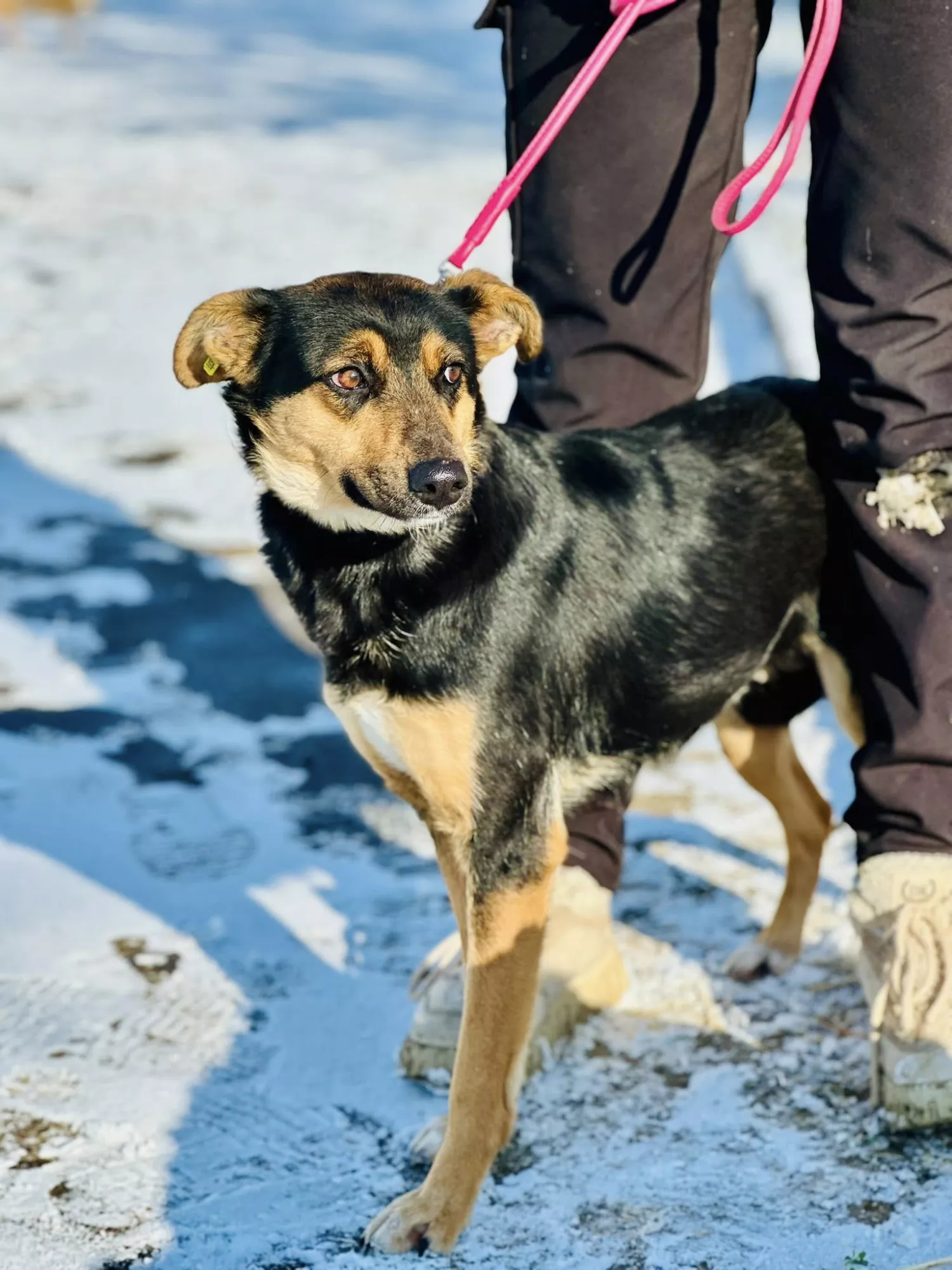Підопічні Центру захисту тварин ММР. Фото: Центр захисту тварин