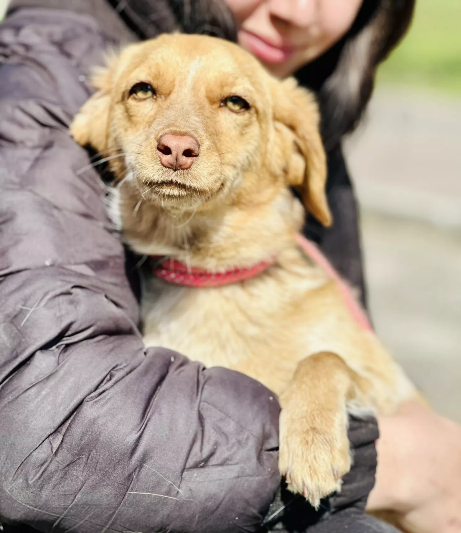 Підопічні Центру захисту тварин ММР. Фото: Центр захисту тварин