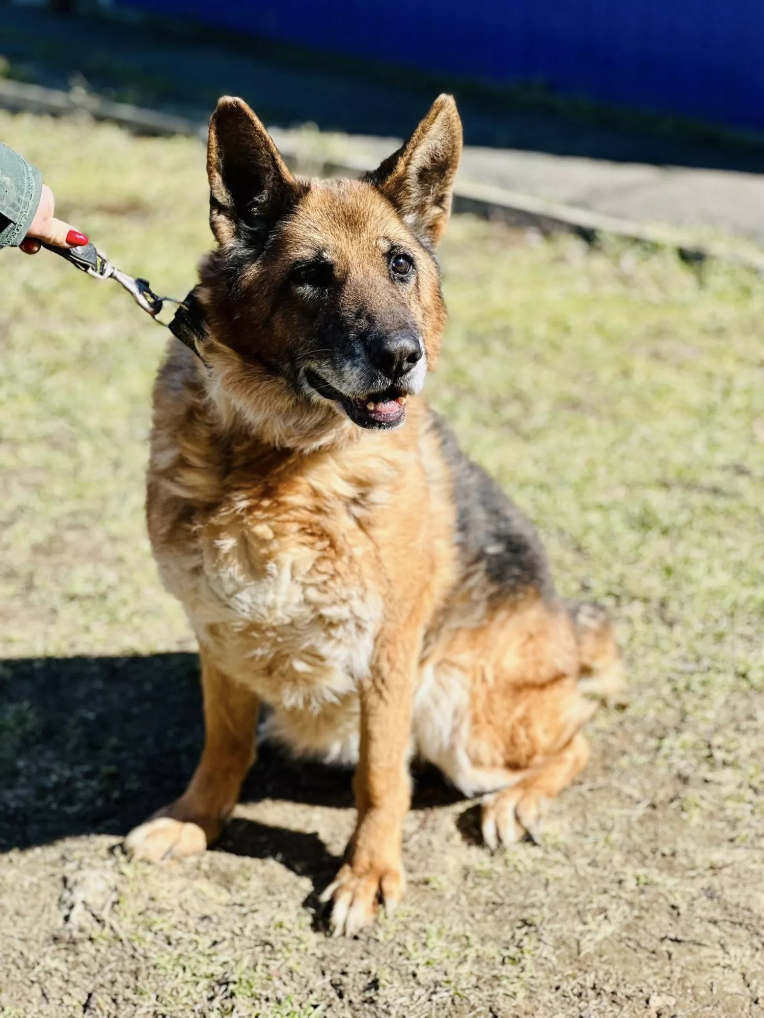 Підопічні Центру захисту тварин ММР. Фото: Центр захисту тварин