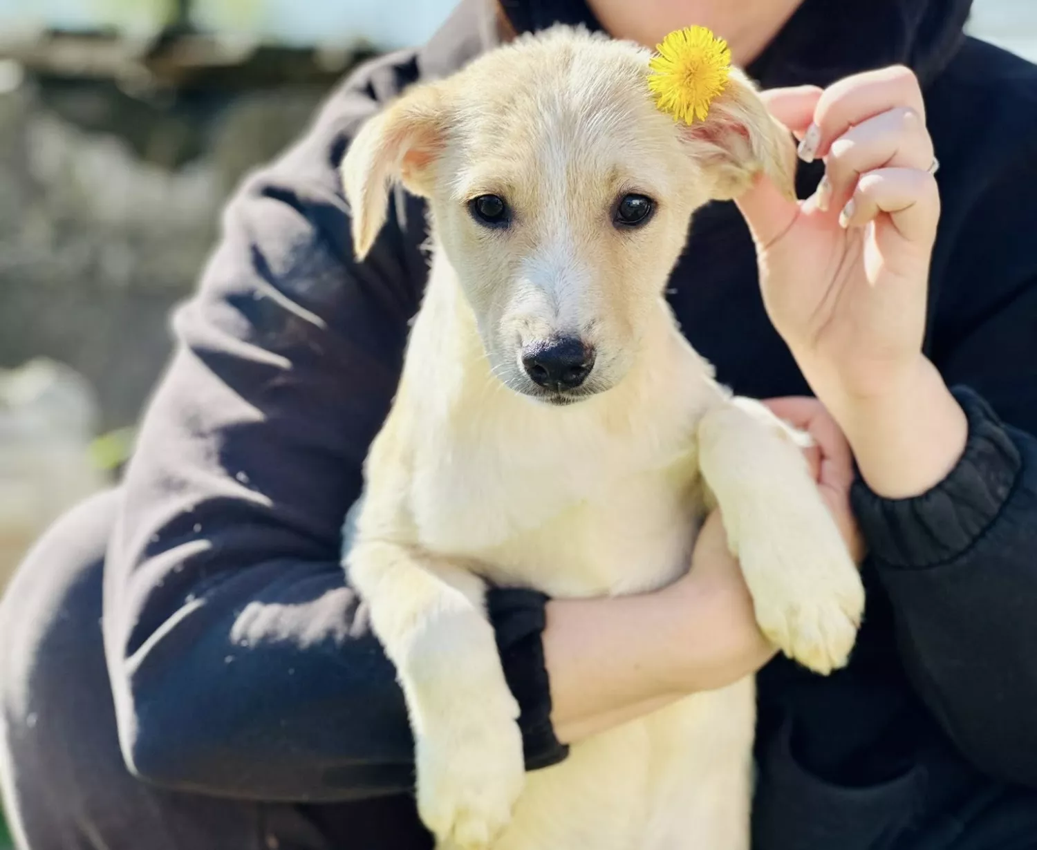 Підопічні Центру захисту тварин ММР. Фото: Центр захисту тварин