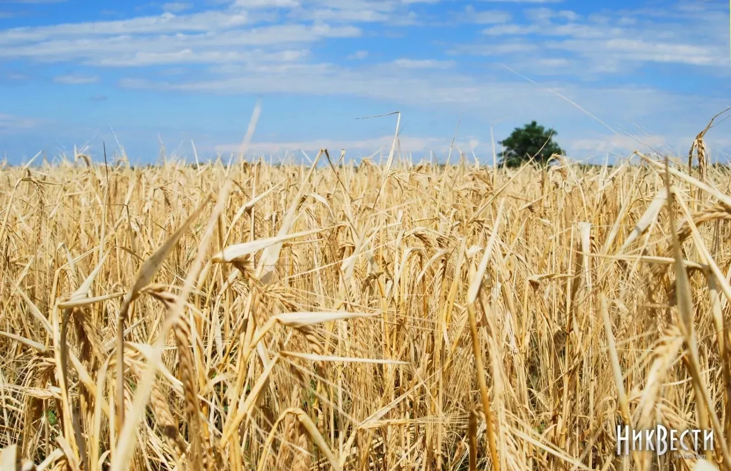 Аграрії Миколаївщини сплатили майже 270 млн грн за землю. Архівне фото: МикВісті