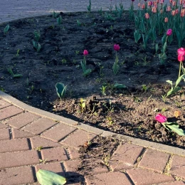 Невідомі у Миколаєві вирвали з клумб тюльпани. Фото: Миколаївські парки