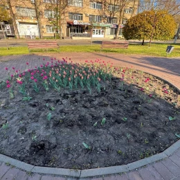 Невідомі у Миколаєві вирвали з клумб тюльпани. Фото: Миколаївські парки